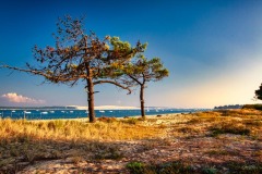 Arbres auu Minbeau Arbres auu Minbeau
