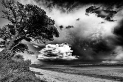 L arbre sur la gréve