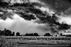Menace sur les vignes