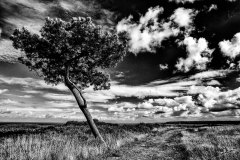 le chemin