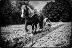 Labour à l'ancienne Labour à l'ancienne