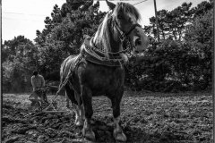 Le cheval au travail Le cheval au travail