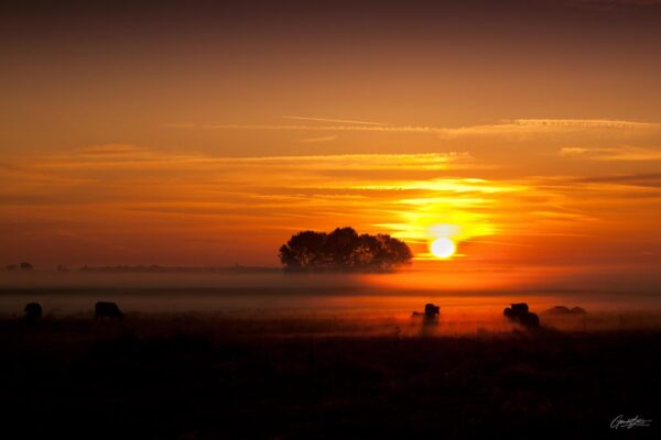 Lever de soleil dans la brume, avec une grande lueur dorée illuminant les champs où des vaches paissent paisiblement. L'atmosphère calme et la lumière douce créent un paysage serein et apaisant