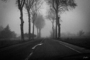 Entre les Arbres